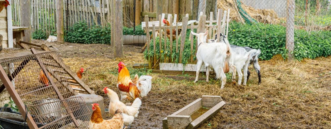 Goats and chickens on a small farm