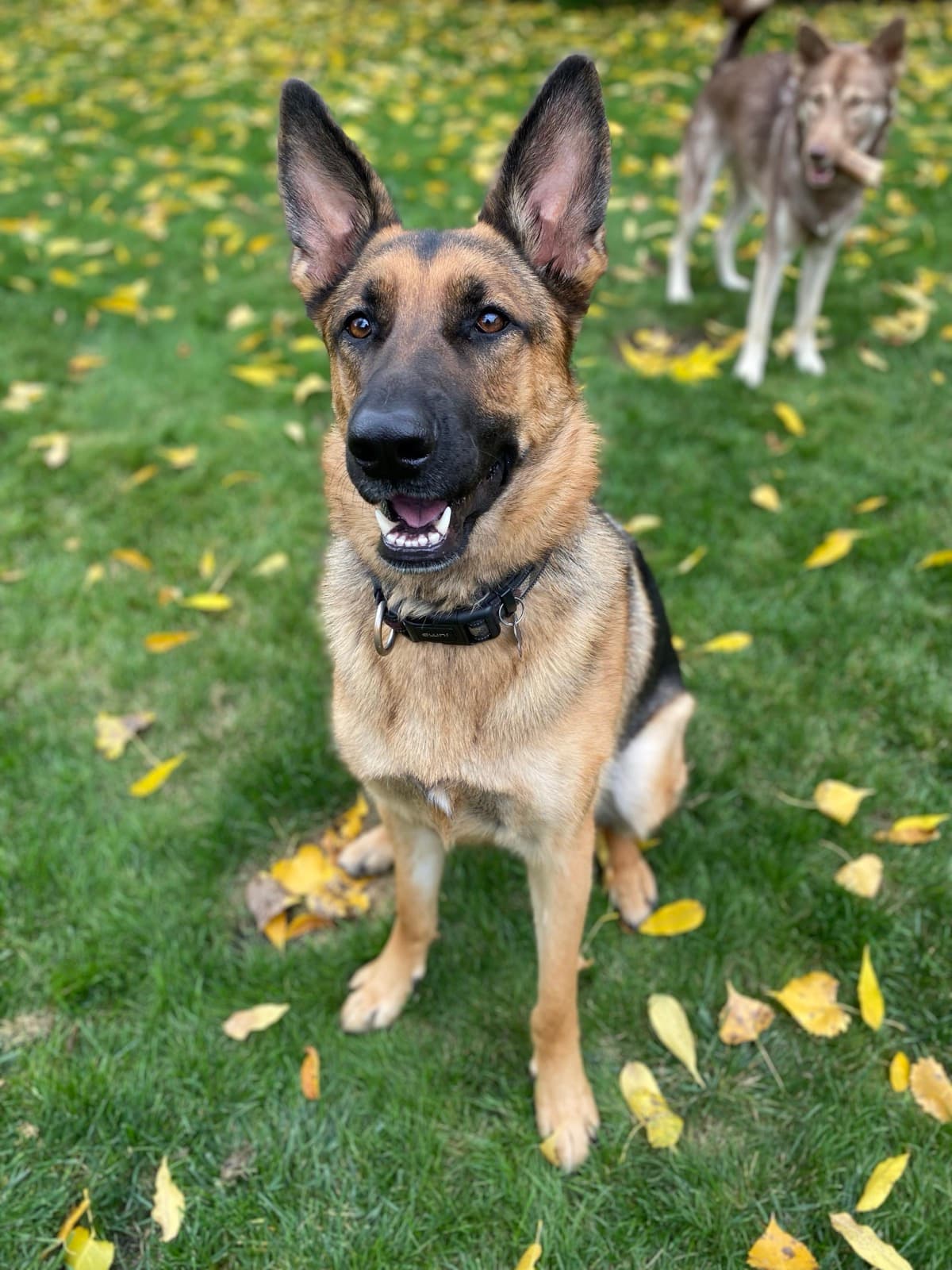 Aubrey, a German Shepherd, sitting on the grass