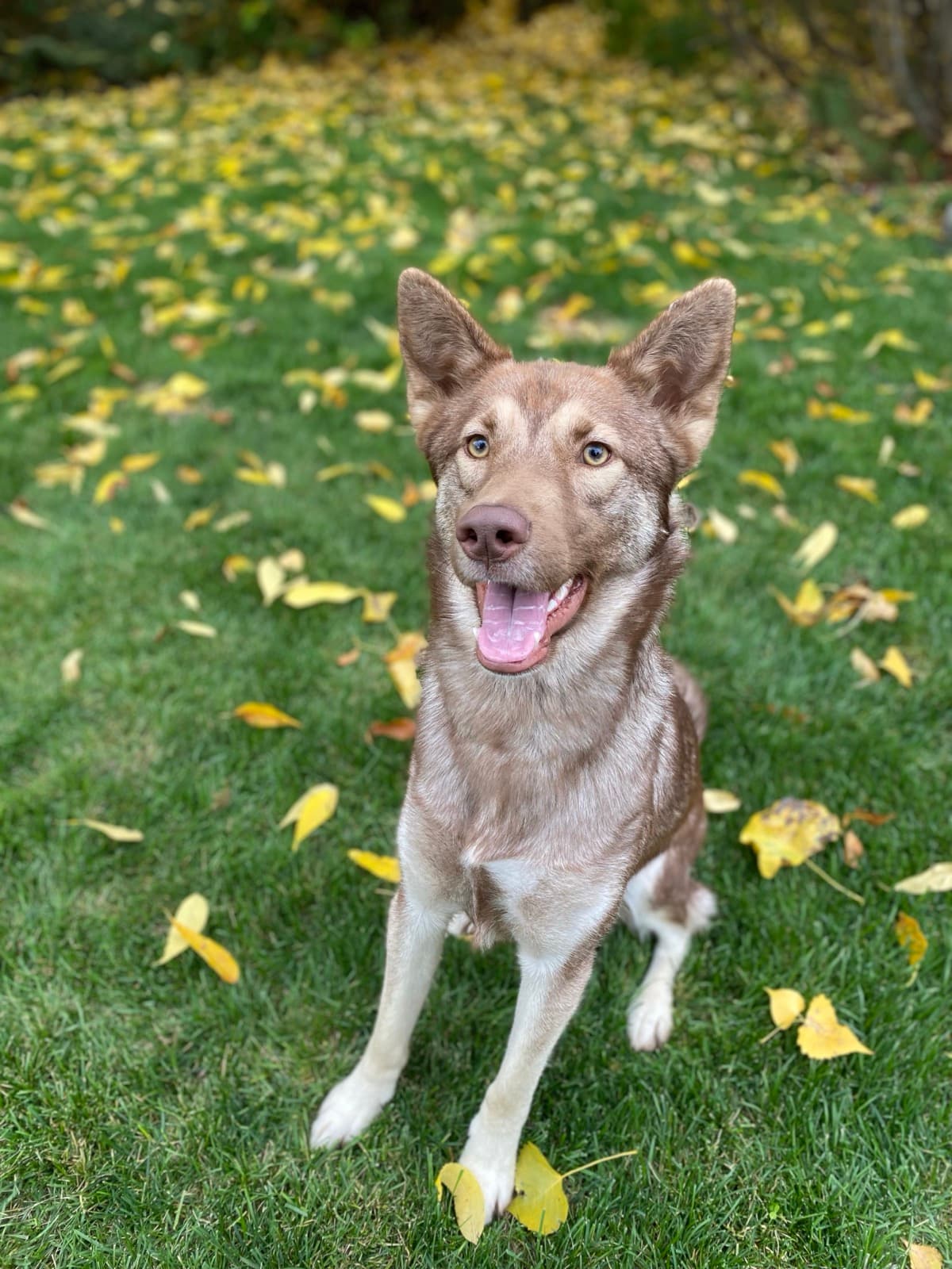 Jasper, a red and white dog, smiling on the grass